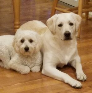 Meet your Posher, Donna